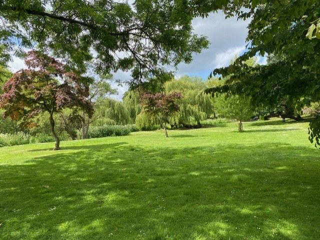 Open lawns and willows in Woking Park